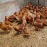 hens point of lay Image 2