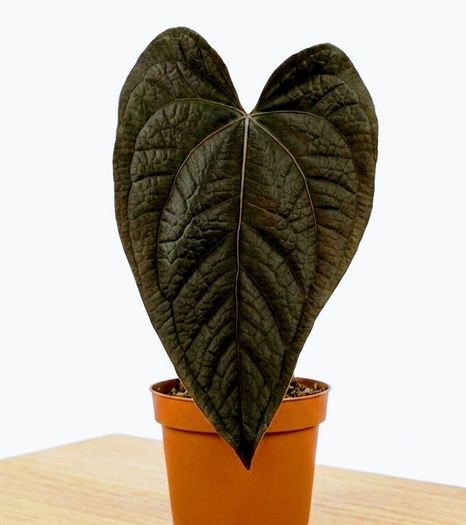 Anthurium Queen of Hearts Plant