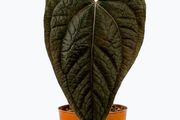 Anthurium Queen of Hearts Plant
