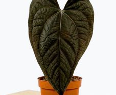 Anthurium Queen of Hearts Plant