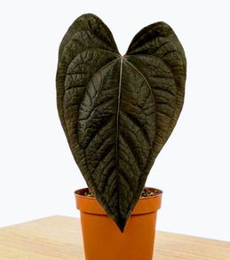 Anthurium Queen of Hearts Plant