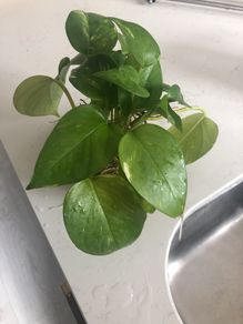 Money plant/Golden pothos/Epipremnum aureum