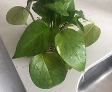 Money plant/Golden pothos/Epipremnum aureum