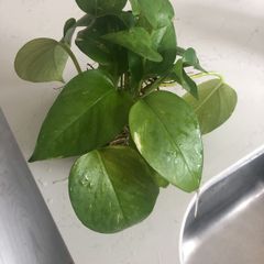 Money plant/Golden pothos/Epipremnum aureum