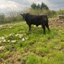 Angus bulls Image 7