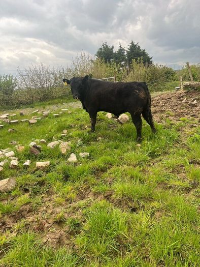 Angus bulls