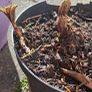 Rodgersia 'Bronze Peacock' (Bare Root) Image 5