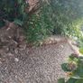 free tree trunks for firewood Image 4