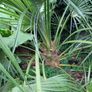 Chamaerops humilis dwarf fan palm Image 3