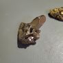 Quartz crystal clusters Image 3