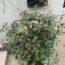 Evergreen jasmine pleached 4ft+ Image 4