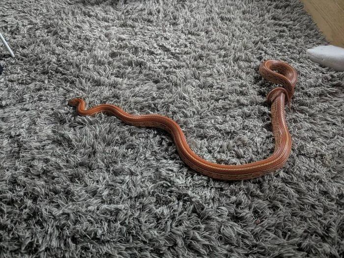 snake