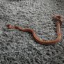 snake Image 3