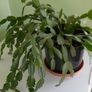 christmas cactus Image 2
