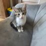 Kitten for adoption Image 7