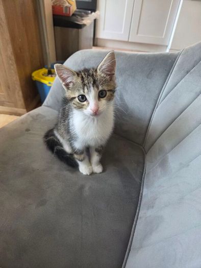Kitten for adoption