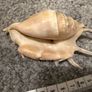 sea shells Image 9
