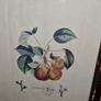 Antique engraving Duhamel, Poiteau, & Turpin - Pears Image 2