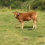 5 star heifer and heifer calf Image 7