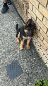 3 months German Shepard