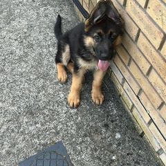 3 months German Shepard