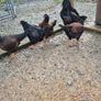 Fertile Hatching Eggs Image 6