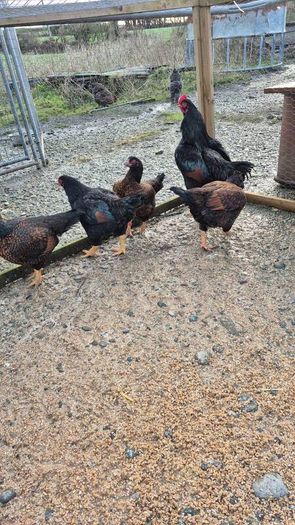 Fertile Hatching Eggs