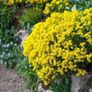 Alyssum seeds Image 2