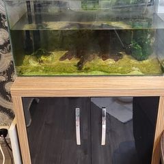 fish tank