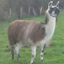 Guinea fowl/hens/ducks/goats/llama & pigs Image 8