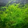 Java Moss Image 2