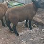 Rams and ewe lambs Image 6