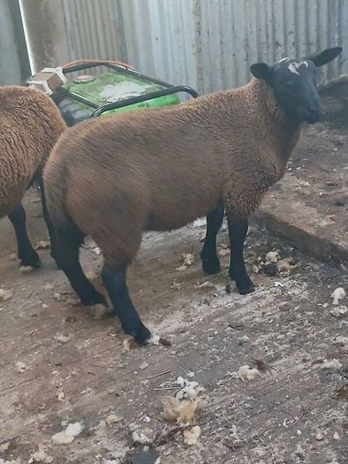 Rams and ewe lambs