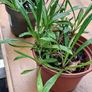 Yellow gazania Image 2