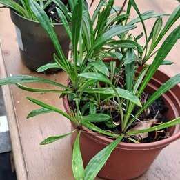 Yellow gazania