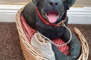 ornament   labrador Black dog