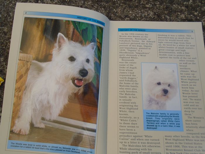 Guide to Owning WestHighland Terrier, Book, Non fiction