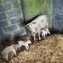 Ewe and 3 lambs Image 7