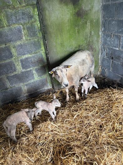 Ewe and 3 lambs