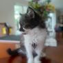 2 months little kitten Image 2