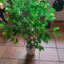 Artificial 4 Foot Fig Tree in Ceramic Pot with River Pebbles Image 2