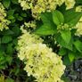 Hydrangea Limelight  in 3 litre pot just 10 euro Image 2
