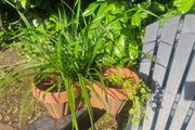 ornamental grass