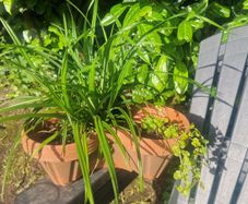 ornamental grass