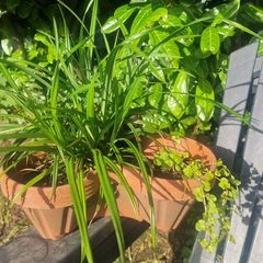 ornamental grass