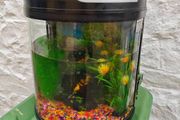 Fish Tank
