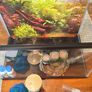 Fish tank Image 6