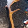 Antique antler Image 3