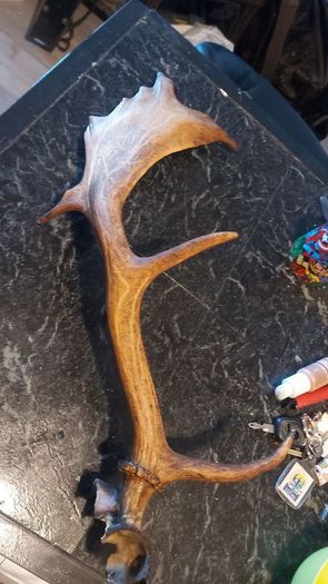 Antique antler
