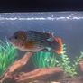 green terror blue dolfin cichlids to lovely fish Image 2